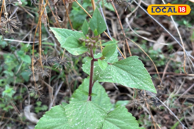 environmental hazard 