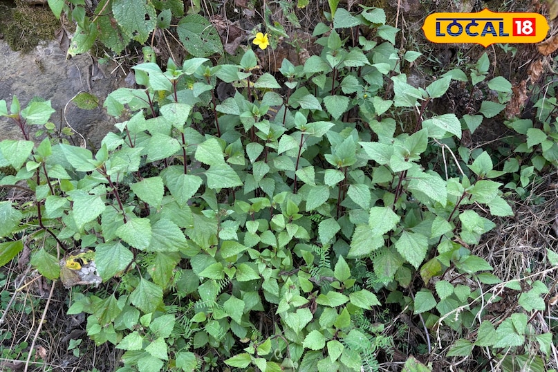 Useful in wound healing