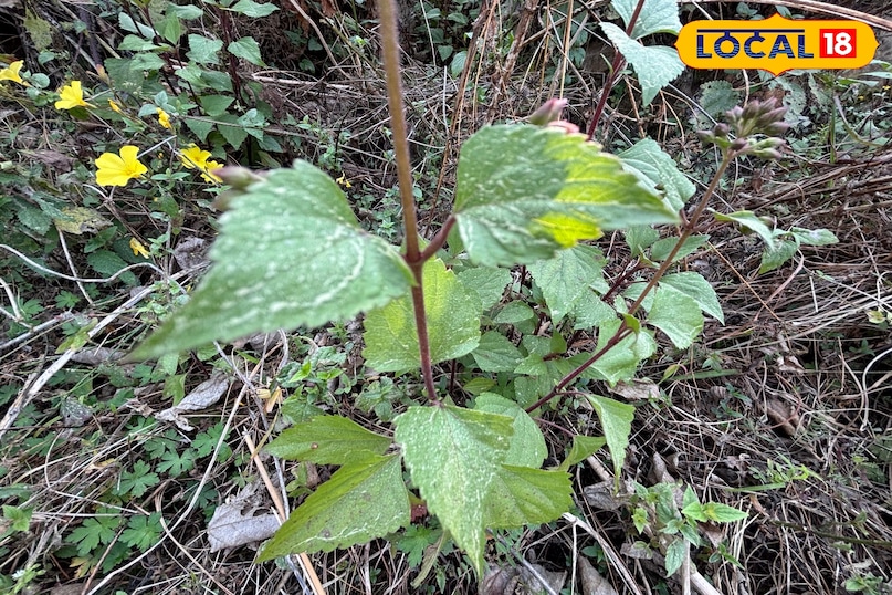 Rich in anti-oxidant properties