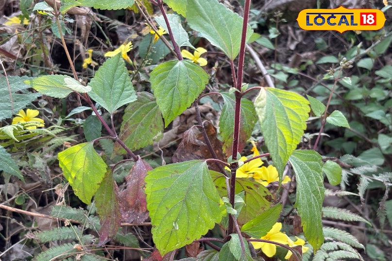 Potential benefits for skin diseases 