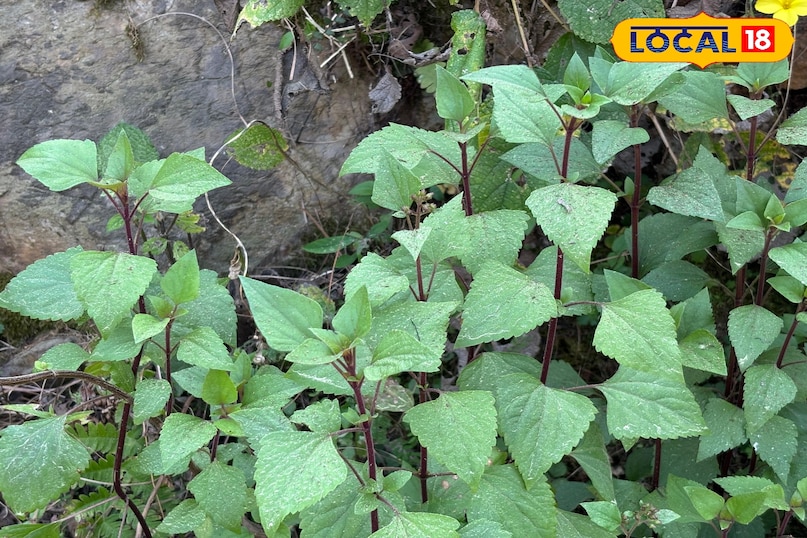 What is Banmara plant?