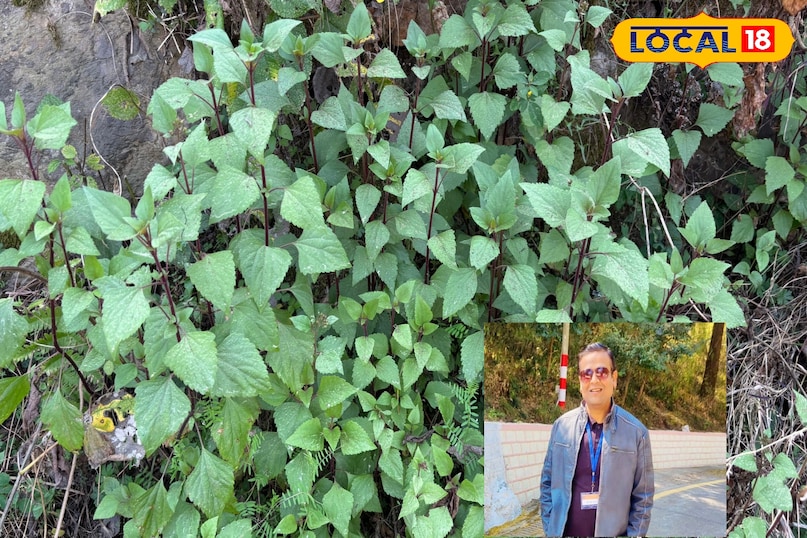 Relief from swelling and pain