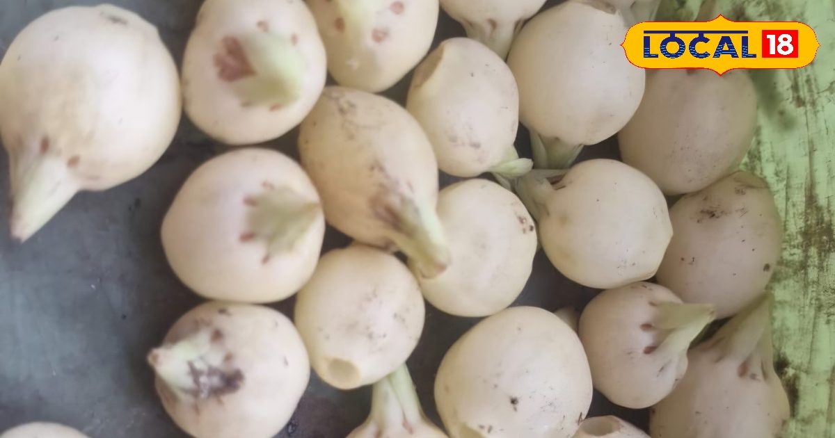 पुरुषों की कमजोरी का देसी इलाज? महुआ-दूध का ये मिश्रण बना सकता है गेम चेंजर, जानिए सेवन का तरीका