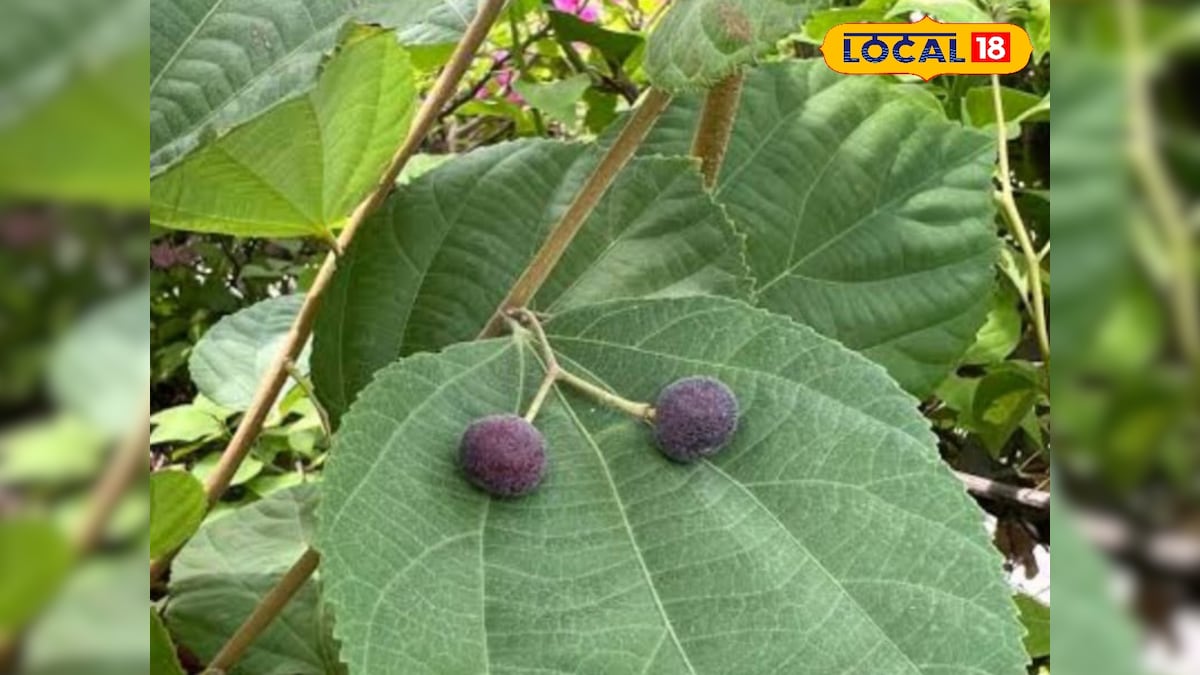 गर्मी का देसी सुपरफ्रूट फालसा…. पेट दर्द से लेकर जोड़ों के दर्द तक, जानें इसके जबरदस्त फायदे