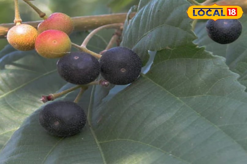 फ़ालसा का पेड़