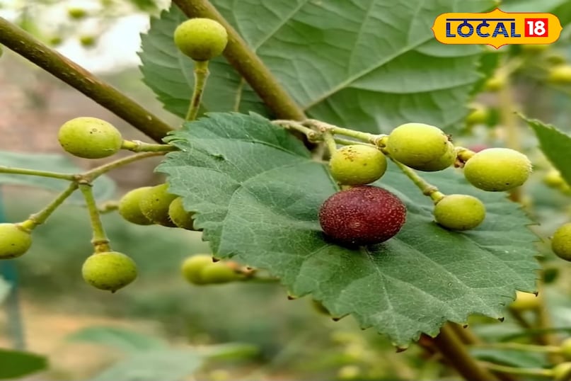 फालसा का पेड़