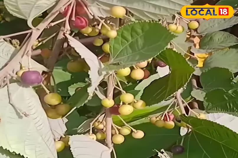 फालसा का पेड़