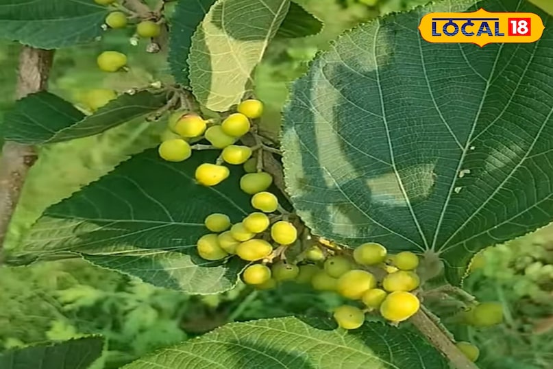 फालसा का पेड़