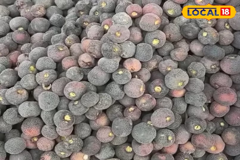 फ़ालसा का पेड़