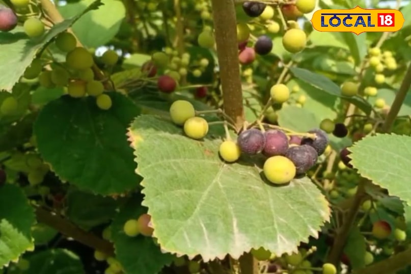 फालसा का पेड़