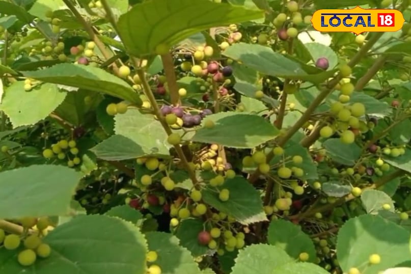 फालसा का पेड़