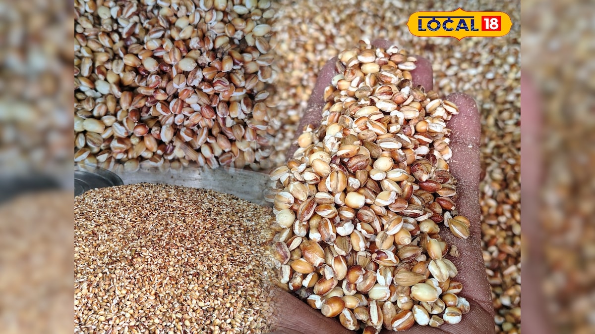 क्या आप जानते हैं भूना जौ क्यों है खास? जानें ठंडक और एनर्जी का देसी फॉर्मूला