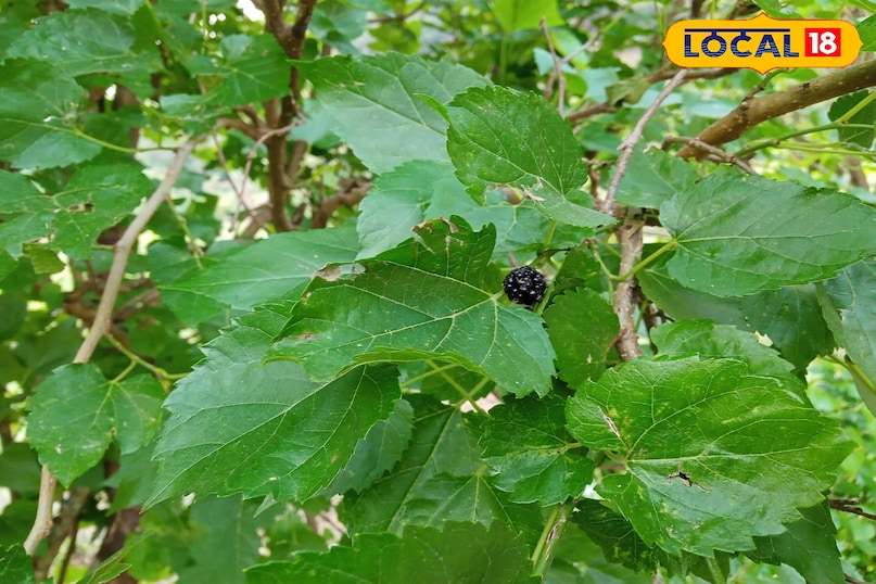 beneficial for environment 