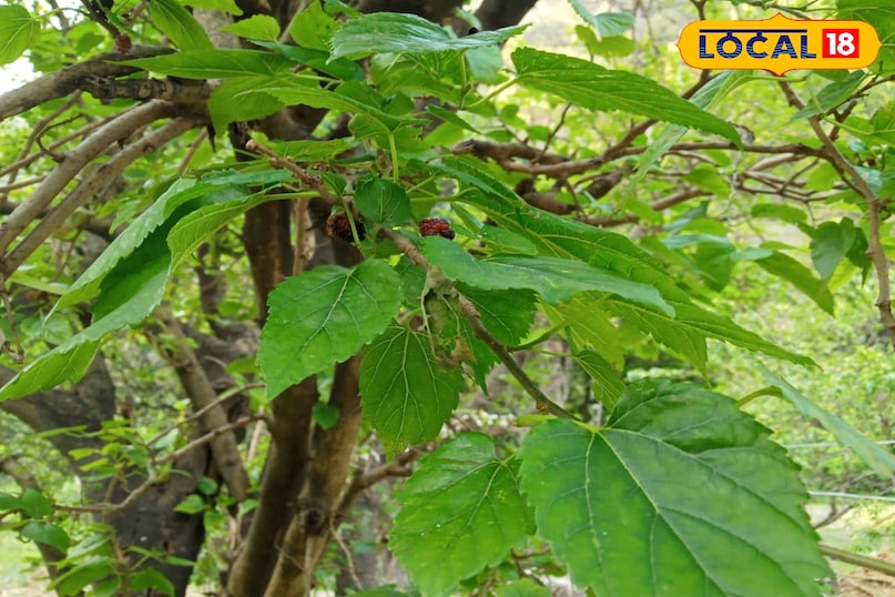 Why is blackberry special for cows