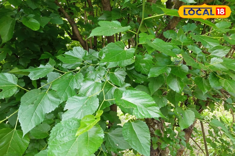 beneficial for cow health 