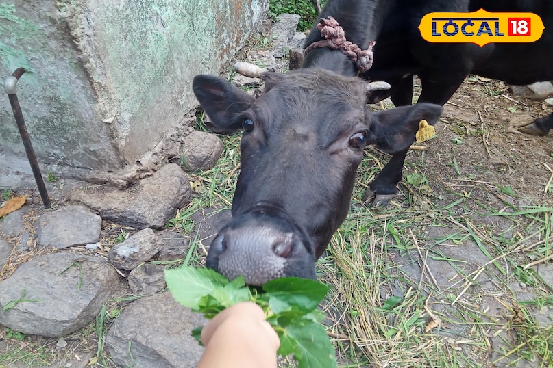 full of nutrition for cows