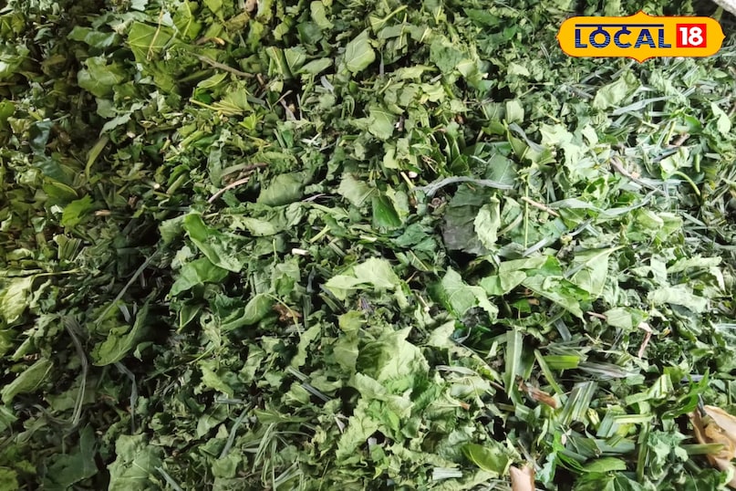 technique of storing the leaves 