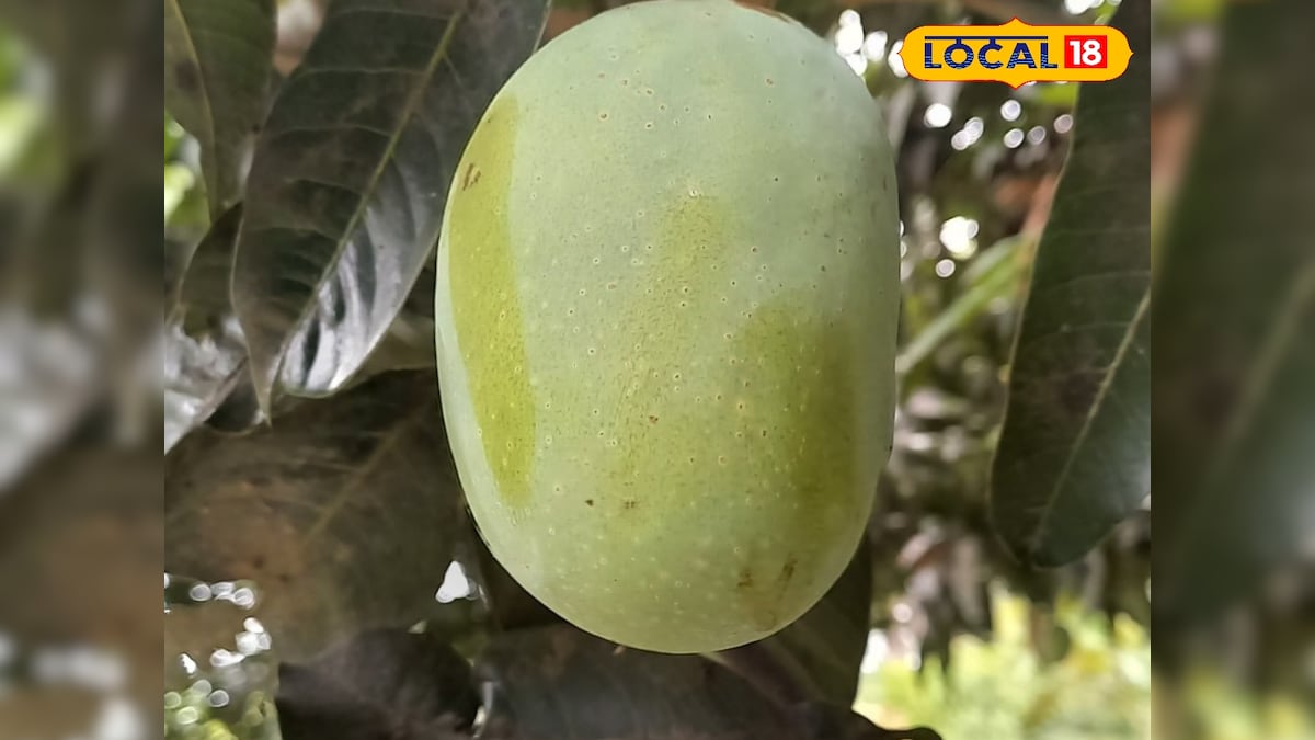 जानिए लंगड़ा आम का नाम ‘लंगड़ा’ क्यों पड़ा, बेहद दिलचस्प है इसकी कहानी शायद ही हो आपको मालूम