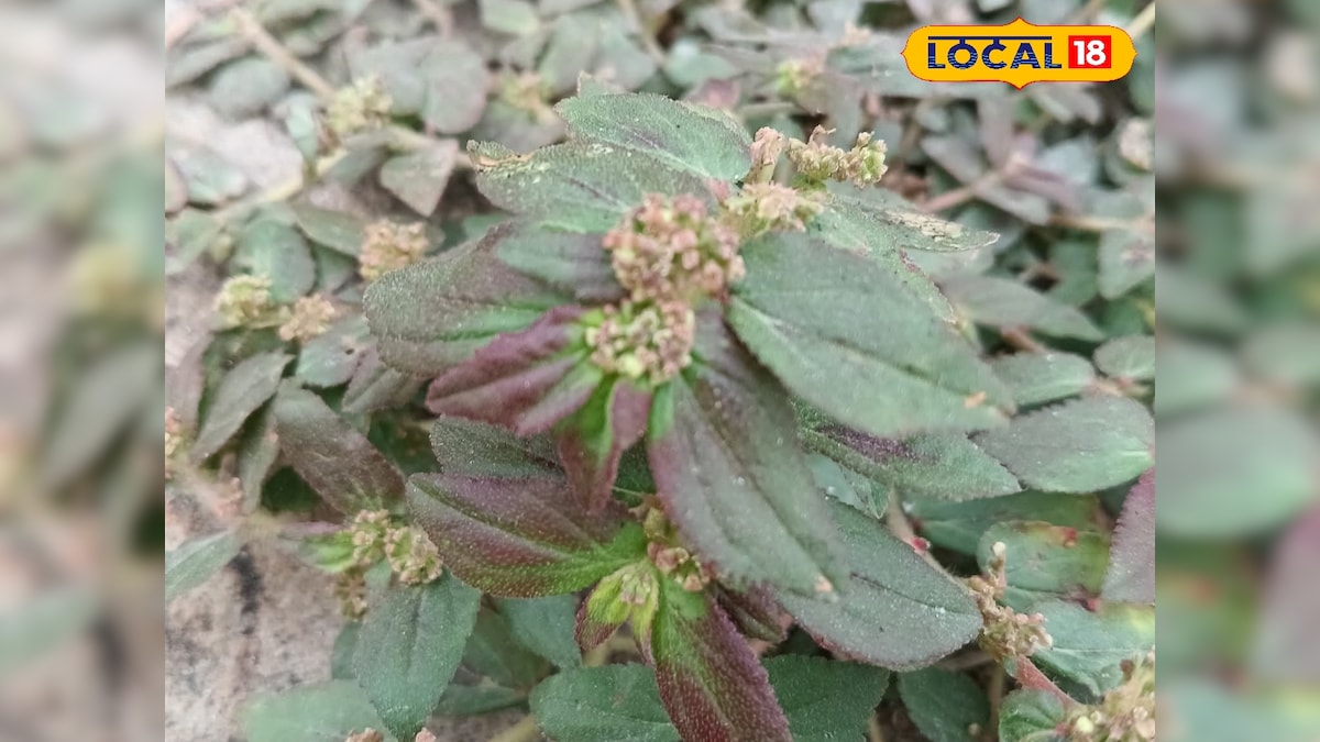 जंगली दूधी घास के चमत्कारी फायदे, बाहर निकाल फेंके पेट के कीड़े, बालों को करें मजबूत, अस्थमा का देसी इलाज