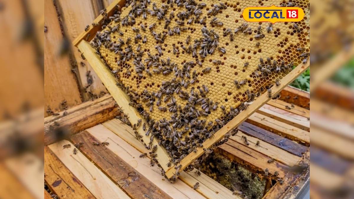 पीलीभीत के जिन गांवों में कभी रातों की नींद उड़ाते थे हाथी, अब वहां मधुमक्खियां दे रहीं सुरक्षा और मोटा मुनाफा