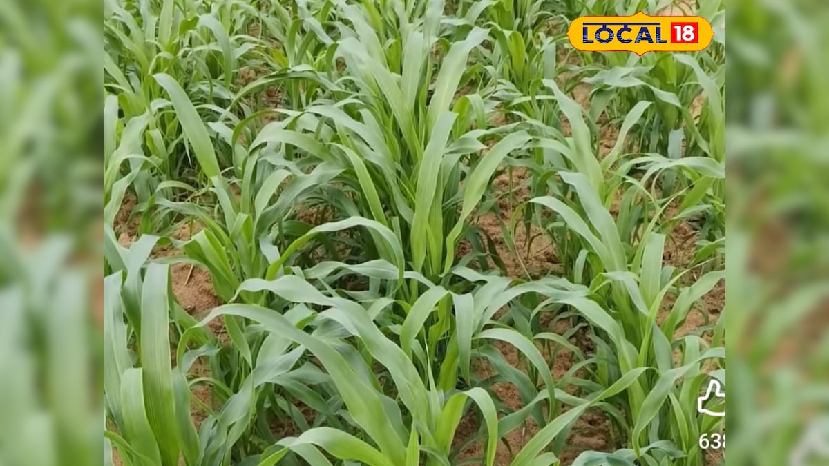 इस महीने बो दें बाजरे की ये उन्नत किस्में, गर्मियों में मिलेगा बंपर उत्पादन और हरा चारा, जानिए आसान टिप्स