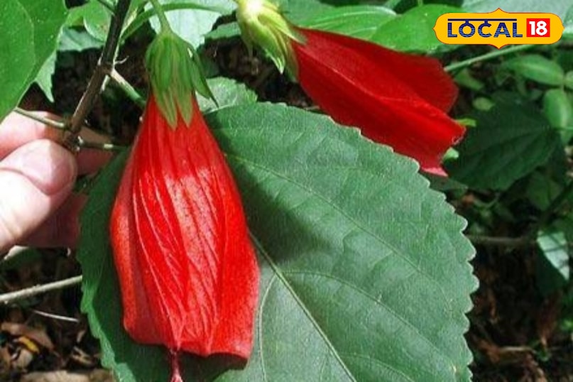 अजब गजब फूल 