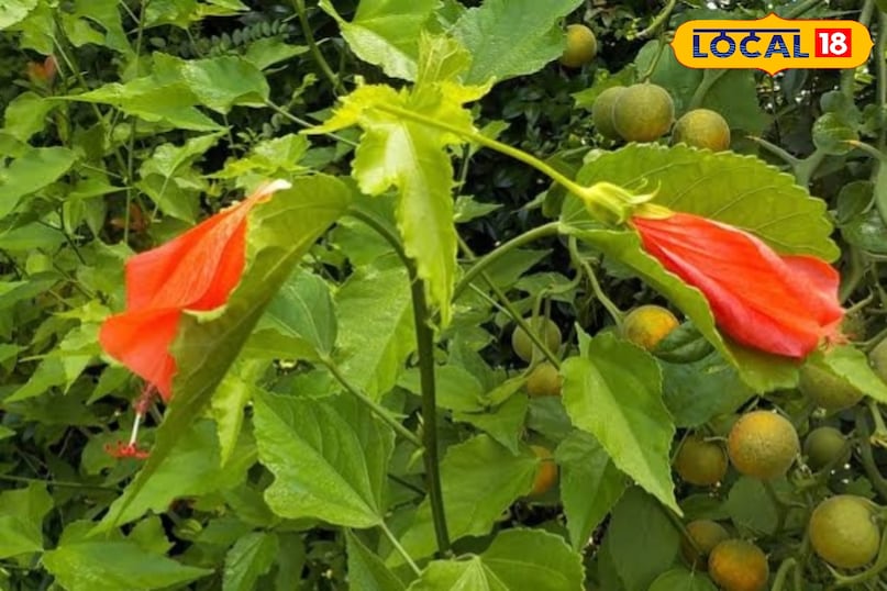 अजब गजब फूल 