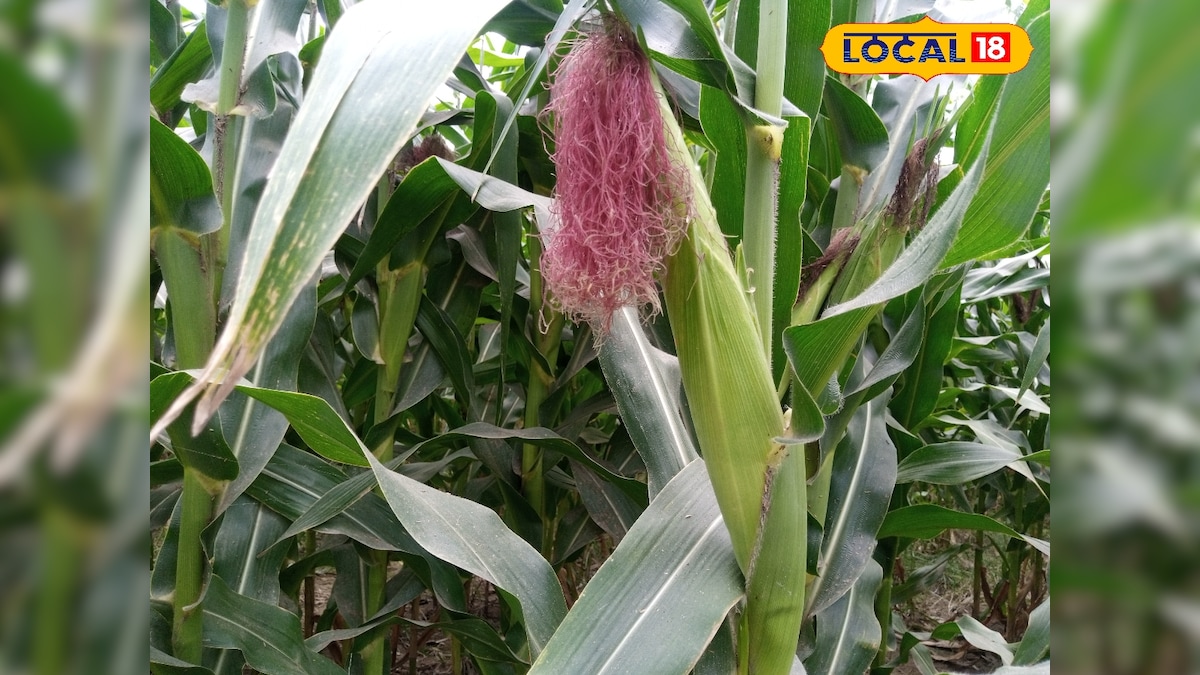 Hybrid maize farming I मक्का की खेती से मुनाफा