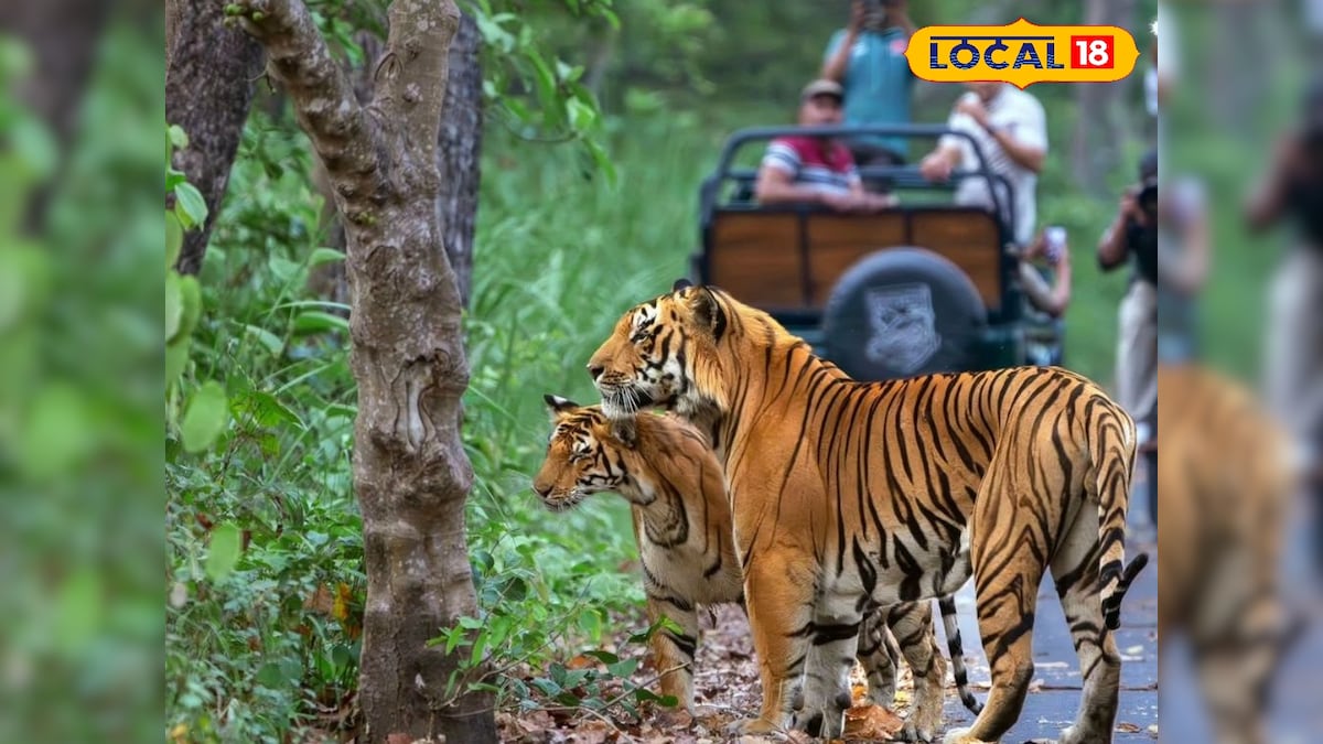 पीलीभीत टाइगर रिजर्व में सफारी के बाद इन जगहों की करें सैर, यहां बिना टिकट मिलेगा पूरा मजा