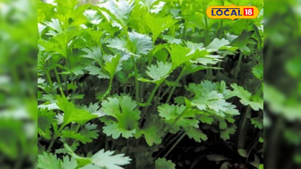 Agriculture Tips: हरा और सूखा दोनों बेचें, धनिया की खेती से किसानों को मिलेगा कम समय में ज्यादा मुनाफा