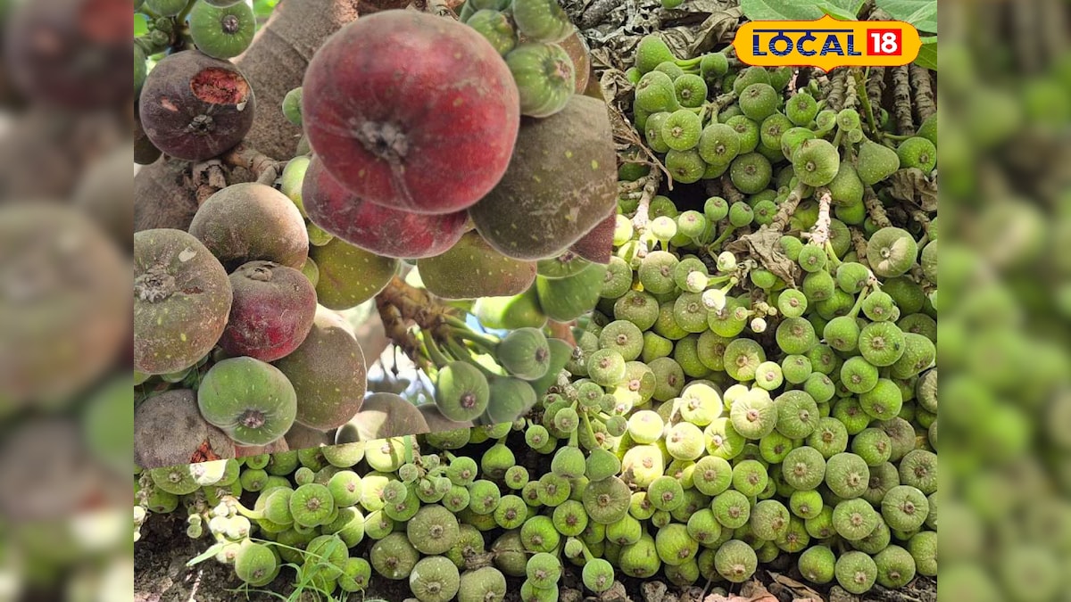 रोज एप्पल कहें या गुलाब जामुन! स्वाद ऐसा जैसे मुंह में घुला हो गुलकंद