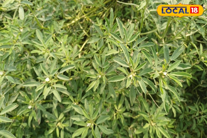 पालक, धनिया और मेथी