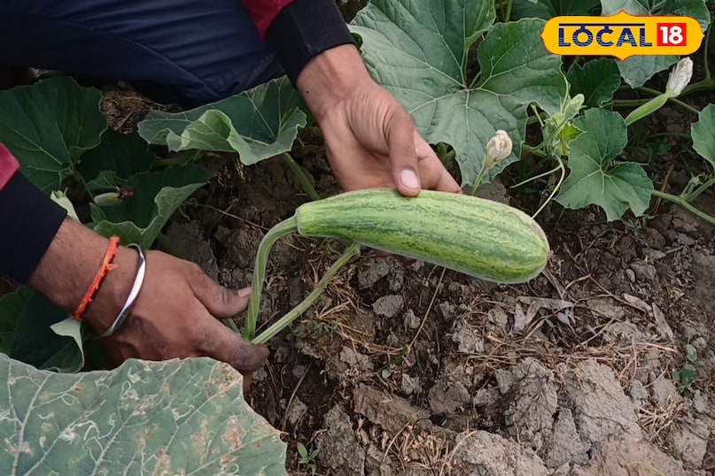 लौकी और तोरई जैसी बेल वाली सब्जियां