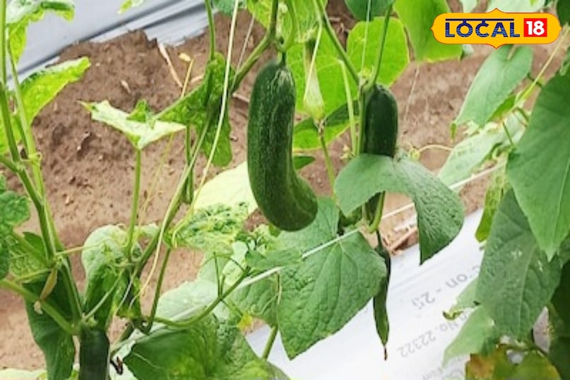 खीरा-ककड़ी से गर्मी में कमाई