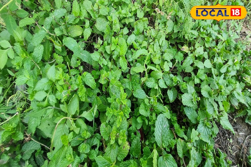 Helpful in reducing fever and boosting immunity