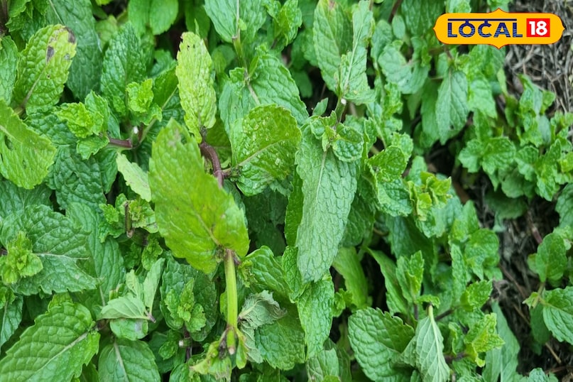 Relief from nausea, vomiting and travel