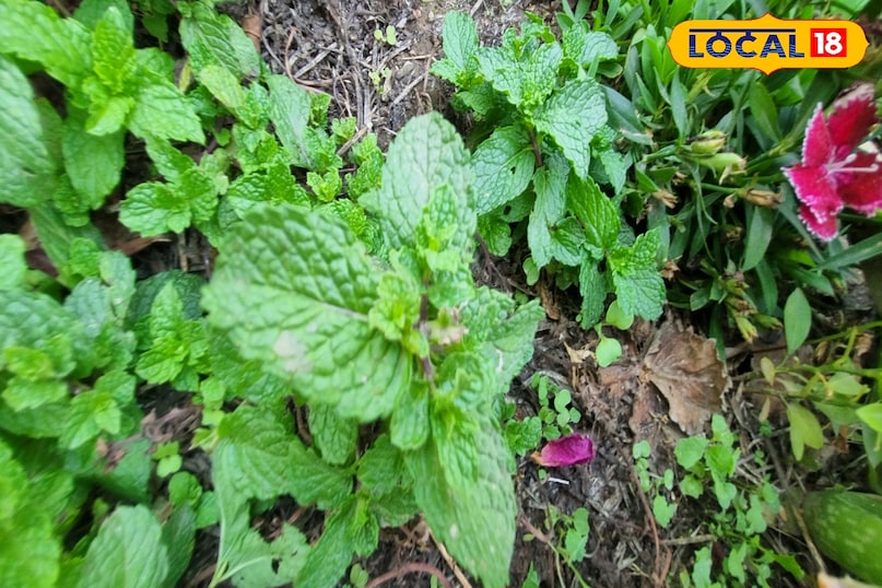 Relief from headaches, tension and migraines