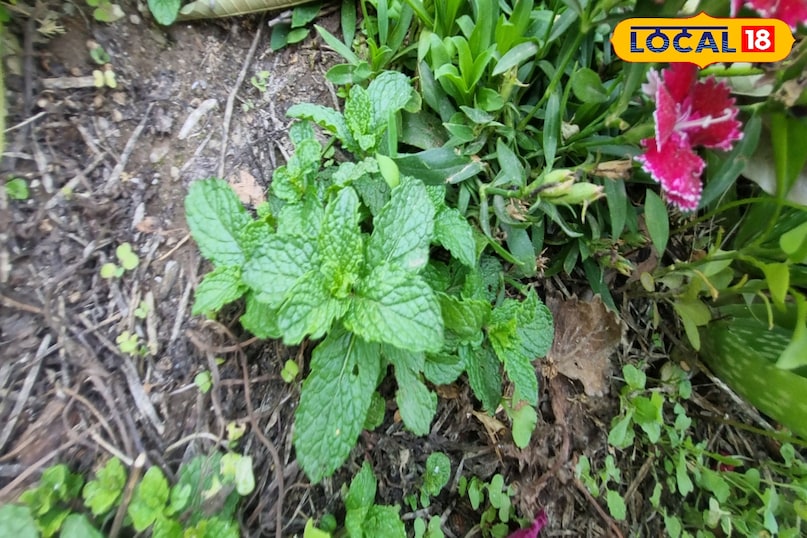 Beneficial in mouth and teeth problems 