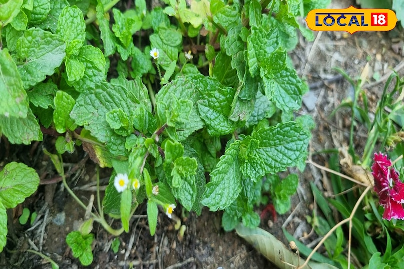 Relief from breathing and cold 