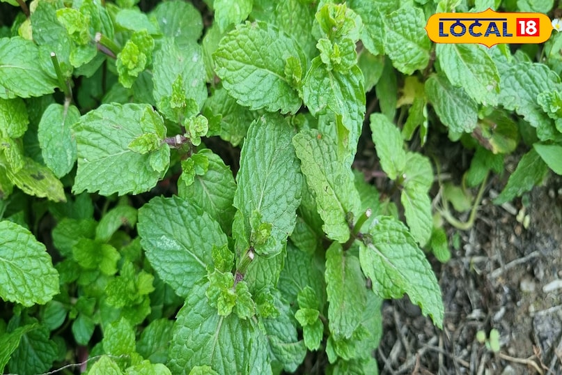 Provides coolness and energy to the body 