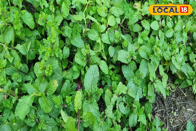 Makes the digestive system strong 