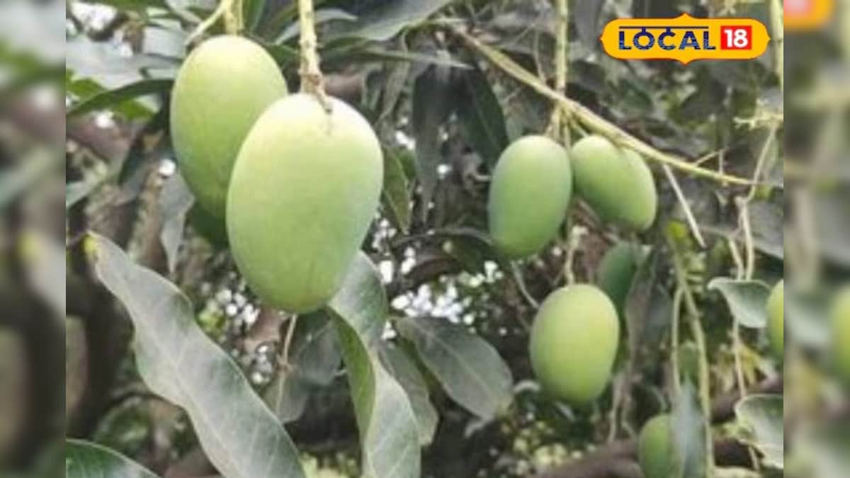 आम में आने वाली 3 बड़ी दिक्कतें… फटना, रंग फीका पड़ना और छोटा आकार, जानें कैसे करें इनसे बचाव