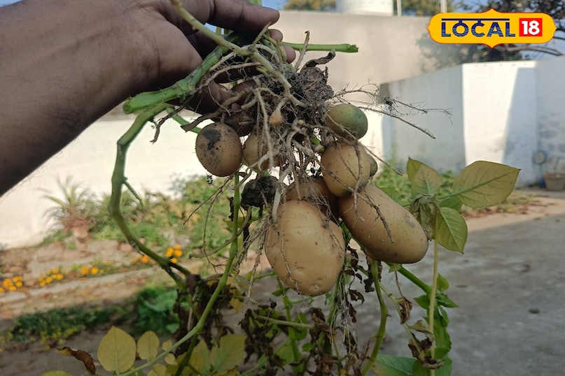आलू को स्टोर कैसे करें, आलू को किचन में कैसे रखें, आलू को अंकुरित होने से कैसे बचाएं, आलू को ताजा कैसे रखें, लोकल 18, How to store potatoes, how to store potatoes in the kitchen, how to prevent potatoes from sprouting, how to keep potatoes fresh, Local 18