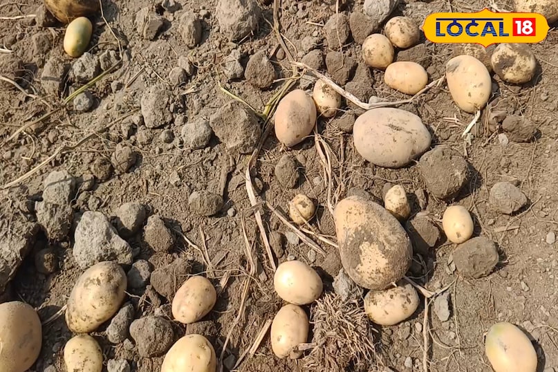 आलू को स्टोर कैसे करें, आलू को किचन में कैसे रखें, आलू को अंकुरित होने से कैसे बचाएं, आलू को ताजा कैसे रखें, लोकल 18, How to store potatoes, how to store potatoes in the kitchen, how to prevent potatoes from sprouting, how to keep potatoes fresh, Local 18