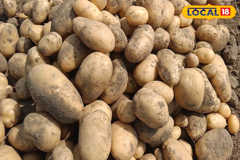 आलू को स्टोर कैसे करें, आलू को किचन में कैसे रखें, आलू को अंकुरित होने से कैसे बचाएं, आलू को ताजा कैसे रखें, लोकल 18, How to store potatoes, how to store potatoes in the kitchen, how to prevent potatoes from sprouting, how to keep potatoes fresh, Local 18