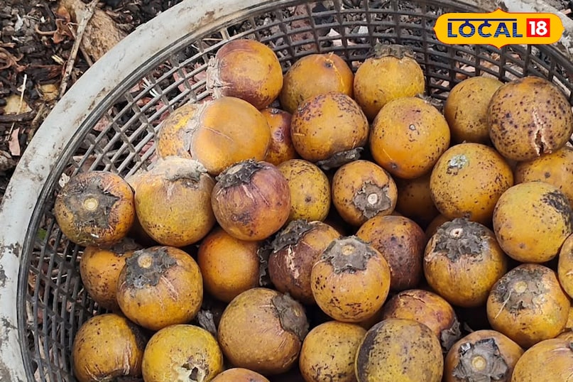 टिमरू के फल