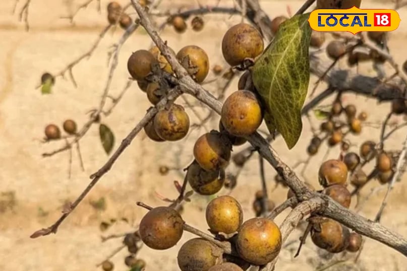 तेंदू का पेड़