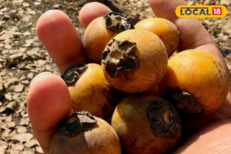 टिमरू फल