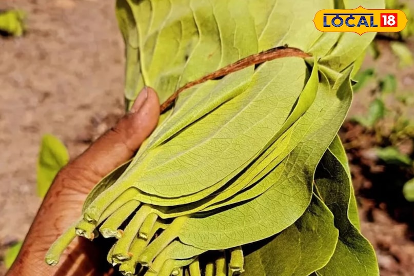 तेंदू के पत्ते