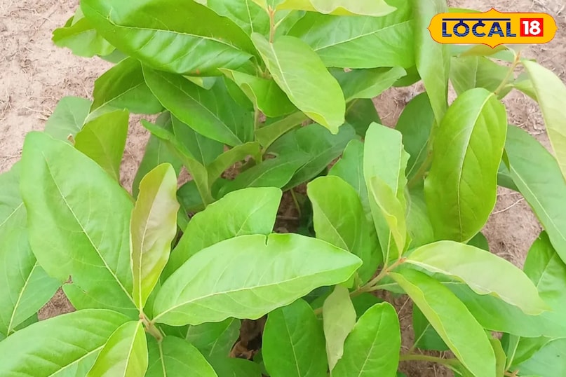 तेंदू के पत्ते